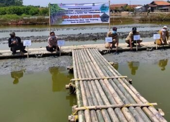 Dalam Dua Tahun PT. IKPP Tangerang Tanam 65.000 Bibit Mangrove