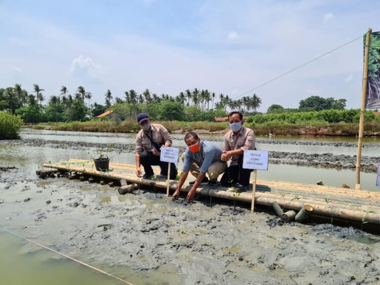Dukung Konservasi Alam di Pesisir, PT IKPP Tangerang Kembali Tanam 65 Ribu Bibit Mangrove