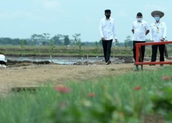 Kembangkan Pertanian Berkelanjutan, Presiden: Kita Harapkan Pendapatan Petani Akan Meningkat