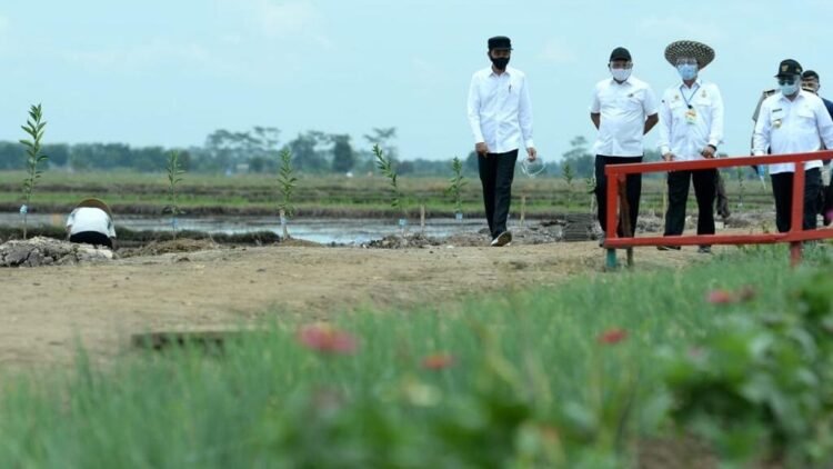 Kembangkan Pertanian Berkelanjutan, Presiden: Kita Harapkan Pendapatan Petani Akan Meningkat