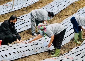 Presiden Jokowi Tinjau Kawasan Lumbung Pangan Baru di Sumatera Utara