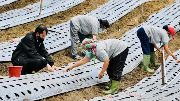 Presiden Jokowi Tinjau Kawasan Lumbung Pangan Baru di Sumatera Utara