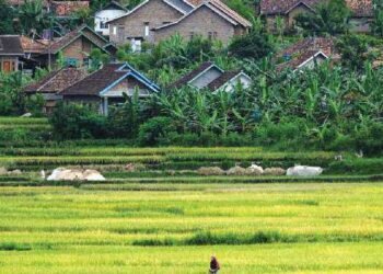 Mempertahankan Ketahanan Pangan di Kota Serang, Terima Benih Padi untuk 2.500 Hektare