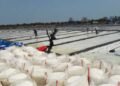 Petani Garam Tolak Kebijakan Pusat, 500 Ton Garam Belum Terserap