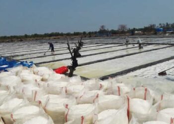 Petani Garam Tolak Kebijakan Pusat, 500 Ton Garam Belum Terserap