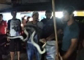 Bikin Geger, Ular Sanca Kembang Ditangkap Warga Roda Hias Serpong
