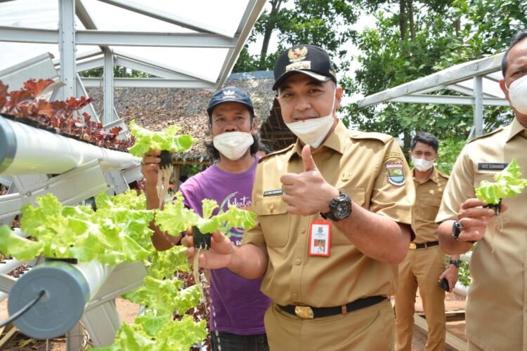 Bupati Zaki: Pertanian Hidroponik Di Tigaraksa Bisa Jadi Lumbung Pangan