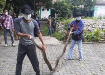 Ular Sepanjang 3 Meter Ditemukan di Kantor MUI Tangsel