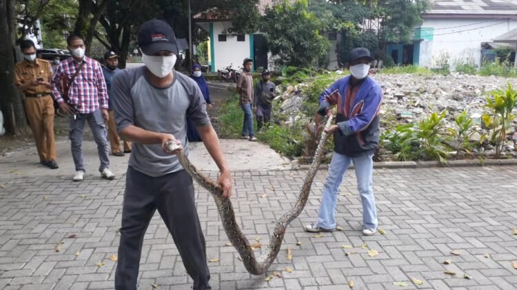 Ular Sepanjang 3 Meter Ditemukan di Kantor MUI Tangsel