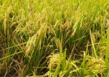 Panen Raya, Pemerintah Terus Lakukan Gerakan Serap Gabah Petani