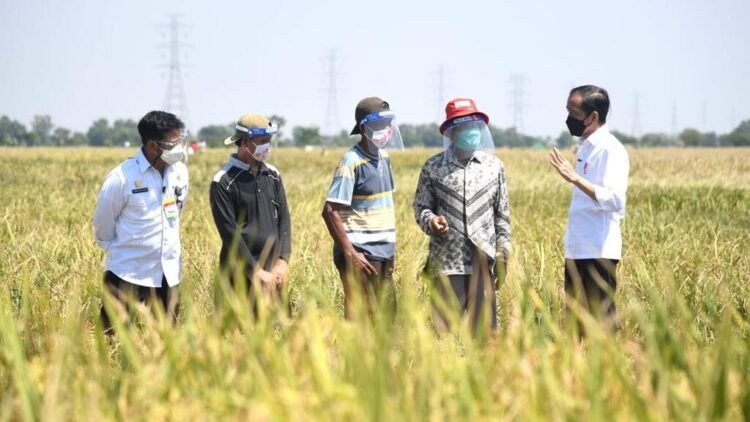 Presiden Jokowi Tinjau Panen Padi dan Berdialog dengan Petani di Indramayu