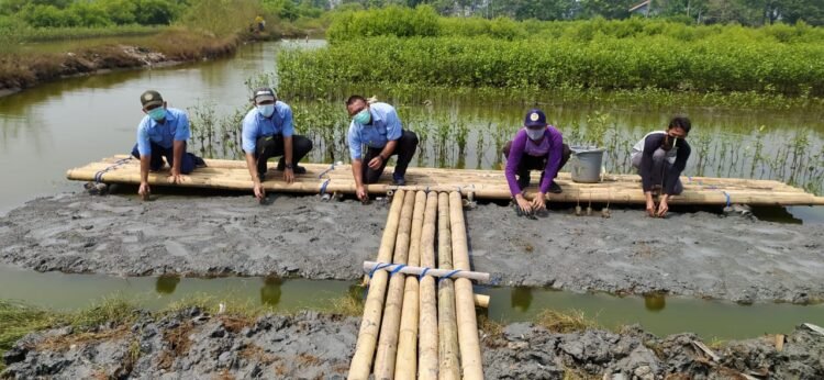 Selama Tiga Tahun IKPP Tangerang Tanam 100 Ribu Bibit Mangrove