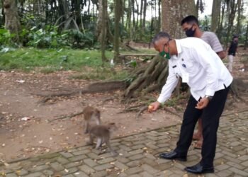 Camat Solear: Kawanan Monyet Kelaparan Masuk ke Pemukiman Warga Gedung SD