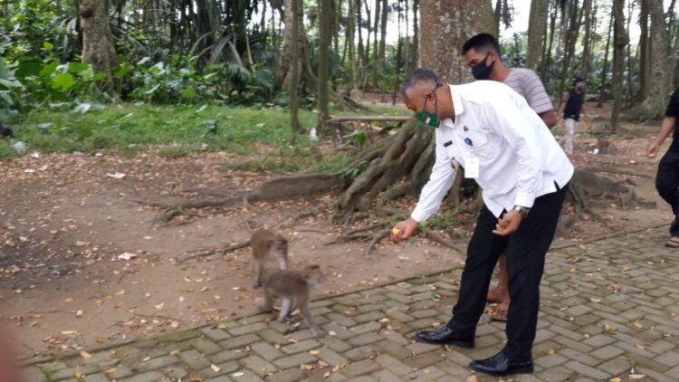 Camat Solear: Kawanan Monyet Kelaparan Masuk ke Pemukiman Warga Gedung SD