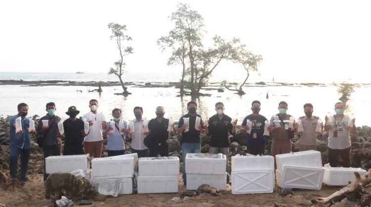 DITPOLAIRUD POLDA BANTEN UNGKAP DAN LEPAS LIARKAN LAGI 90.000 LOBSTER KE LAUT SERANG