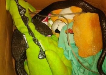 Geger Ular Kobra Jawa Masuk ke Rumah Warga di Ciputat