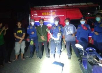 Ular Sanca Masuk Mesin Motor, Rescue Damkar Tangsel Berhasil Evakuasi