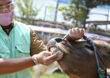 Jelang Iduladha, 54 Dokter Hewan Pantau Hewan Kurban di Tangsel