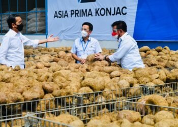 Presiden Jokowi: Potensi Tanaman Porang sebagai Makanan Sehat Masa Depan
