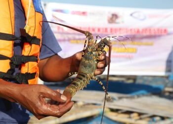 Kabupaten Biak Numfor Ekspor Perdana Komoditas Perikanan ke Singapura