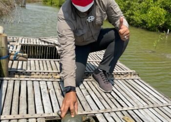 Bantu Pembudidaya Ikan Terdampak Covid-19, IKPP Tangerang Distribusikan Bantuan Kepiting Siap Telur di Pantai Utara Tangerang