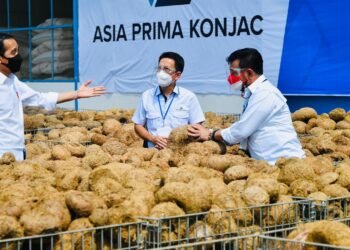 Presiden Dorong Mentan Seriusi Porang Sebagai Komoditas Andalan Ekspor