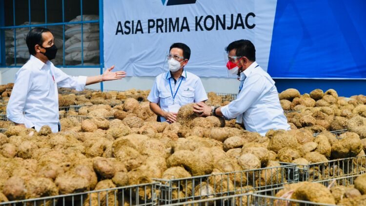 Presiden Dorong Mentan Seriusi Porang Sebagai Komoditas Andalan Ekspor