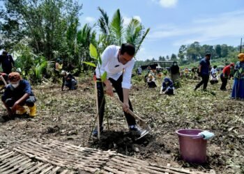 Antisipasi Perubahan Iklim, Presiden Jokowi Tanam Mangrove Bersama Masyarakat di Cilacap
