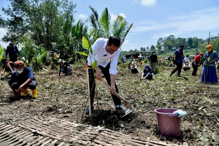 Antisipasi Perubahan Iklim, Presiden Jokowi Tanam Mangrove Bersama Masyarakat di Cilacap