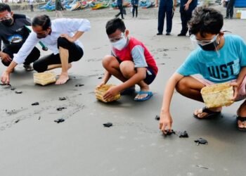 Lepas 1.500 Tukik di Cilacap, Presiden: Agar Tidak Punah