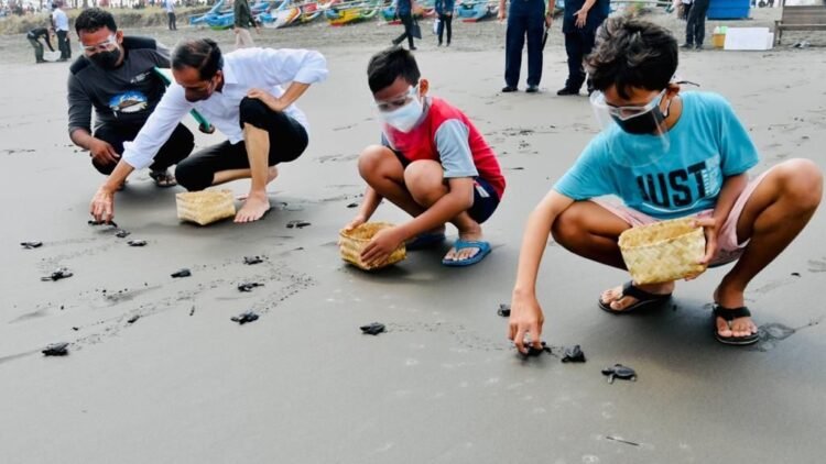 Lepas 1.500 Tukik di Cilacap, Presiden: Agar Tidak Punah