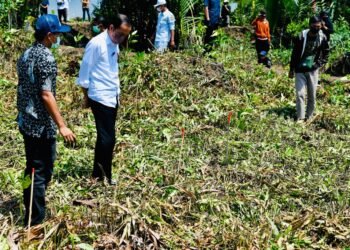Presiden Jokowi Tanam Mangrove Bersama Masyarakat Bengkalis