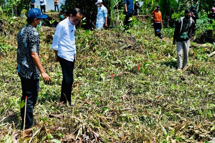 Presiden Jokowi Tanam Mangrove Bersama Masyarakat Bengkalis