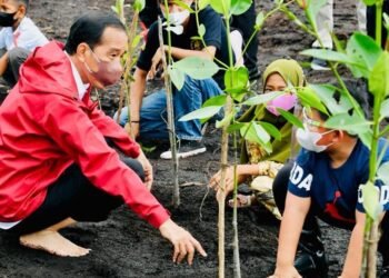 Presiden: Rehabilitasi Mangrove Akan Terus Kita Lakukan