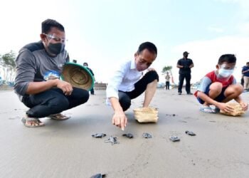 Saat Presiden Jokowi Lepas Tukik Bersama Masyarakat di Pantai Kemiren, Cilacap