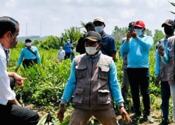 Tanam Mangrove Bersama Masyarakat, Presiden: Untuk Antisipasi dan Mitigasi Perubahan Iklim