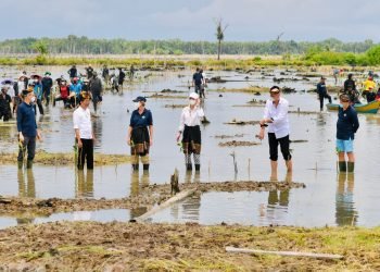 Presiden Jokowi Tanam Mangrove Bersama Dubes dan Masyarakat di Tana Tidung