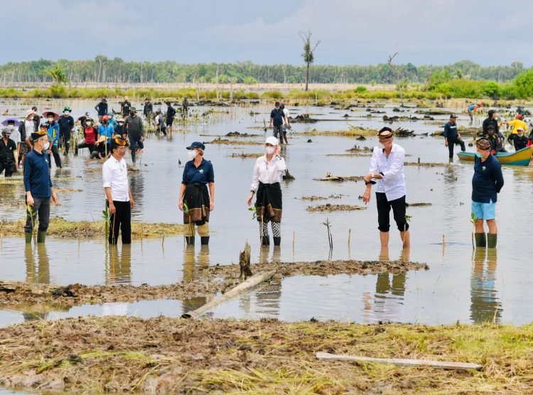 Presiden Jokowi Tanam Mangrove Bersama Dubes dan Masyarakat di Tana Tidung