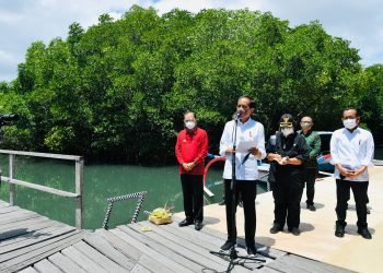 Presiden Ingin Model Rehabilitasi Mangrove di Bali Direplikasi di Provinsi Lain