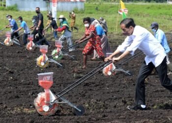 Presiden Jokowi: Tingkatkan Produktivitas Sektor Pertanian di Papua Barat
