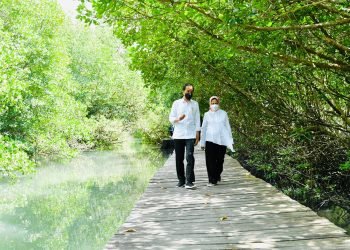 Presiden Jokowi Tinjau Hutan Mangrove di Bali