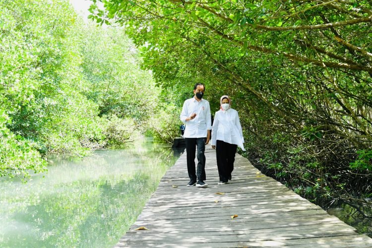 Presiden Jokowi Tinjau Hutan Mangrove di Bali