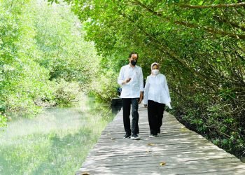 Presiden Tinjau Hutan Mangrove di Bali