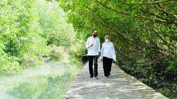 Presiden Tinjau Hutan Mangrove di Bali