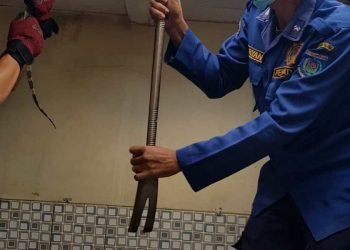 Lagi Masak, Tetiba Biawak Sepanjang 1,3 Meter Masuk ke Dapur