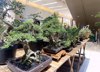 Urban Garden Summarecon Mall Serpong, Tampilkan Beragam Tanaman Hias