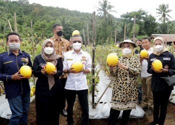 Bupati Tatu Panen Raya Melon Golden, Siap Bantu Pemasaran