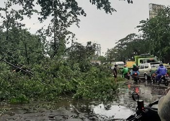 Dihantam Hujan Deras Angin Kencang, Pepohonan di Kota Tangerang Tumbang