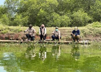 Lima Tahun, PT IKPP Tangerang Tanam 125 Ribu Bibit Mangrove Di Pantura Kabupaten Tangerang