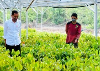 Tinjau Persemaian Mentawir, Presiden: Pembangunan IKN Diawali dengan Rehabilitasi Lahan